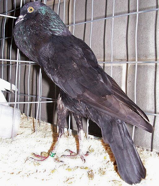 Brunner Pouter