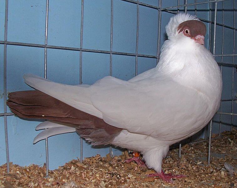 Crested helmet pigeon