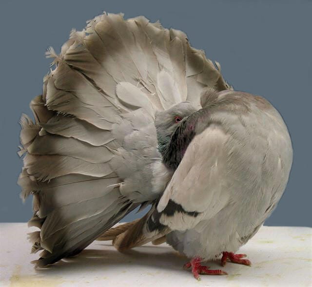 Fantail(silver barred)