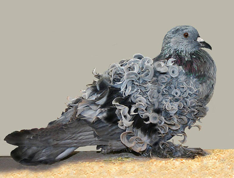 Frillback pigeon