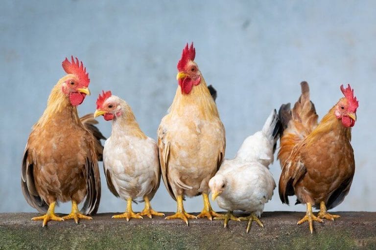 chicken