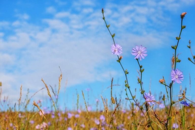 chicory wild flower