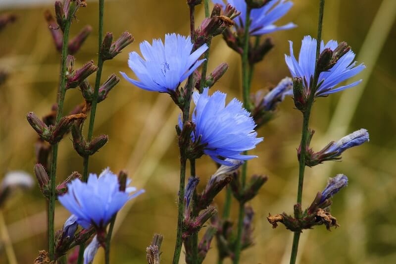 chicory weed