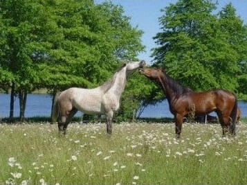Horses on the banks of Videix Lake