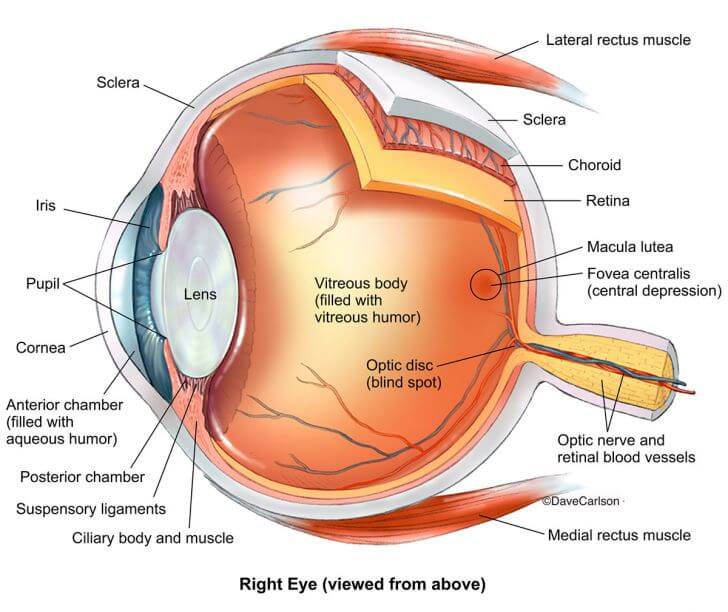 Parts of the eye