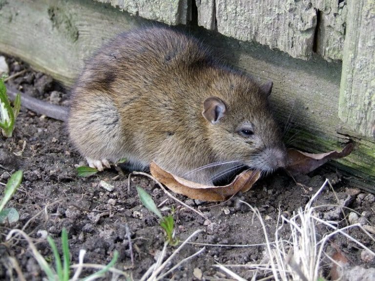 Rattus Norvegicus