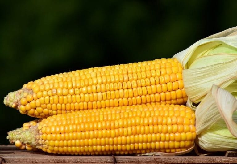Sweet corn