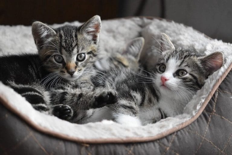 cat in the cradle