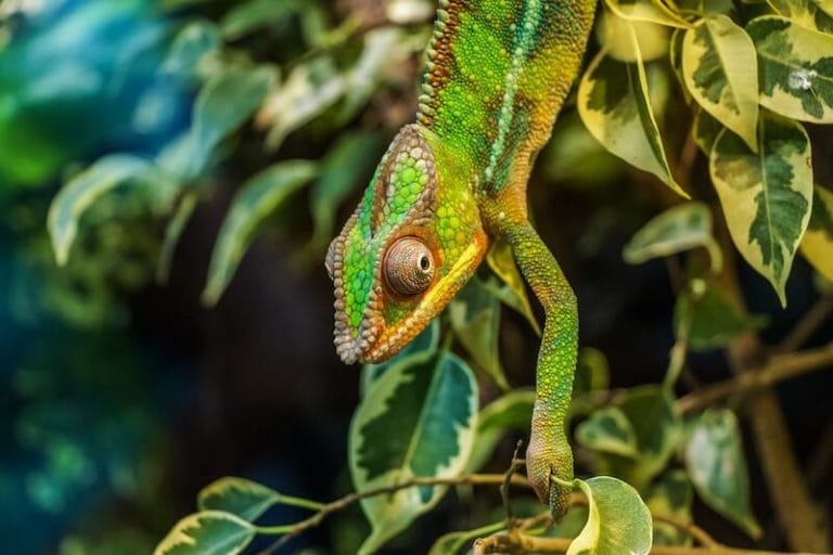 chameleon