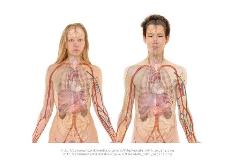 human body