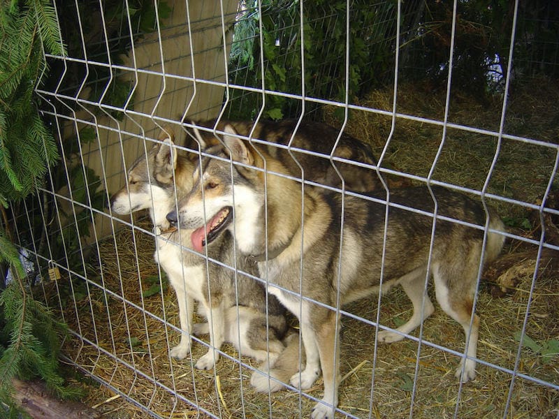 legends-of-limousin-werewolves-witches-vampires