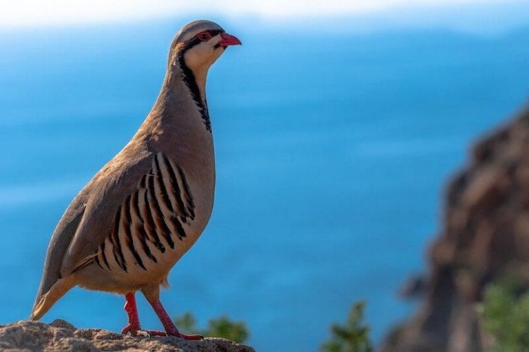 partridge