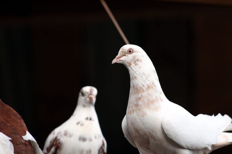 pet pigeons