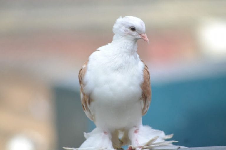 pigeon