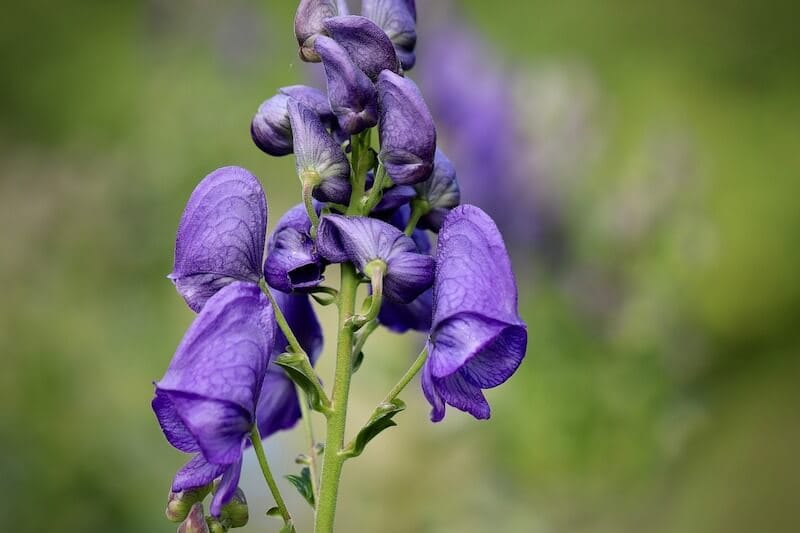 Wolf's Bane ( Aconitum )