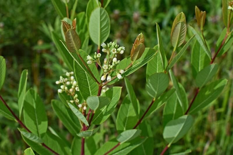 Apocynum Cannabinum Dogbane