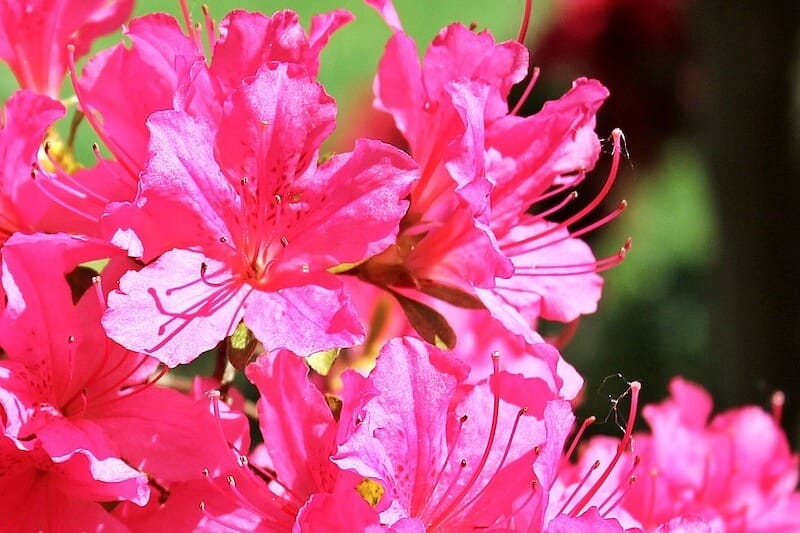 Azalea