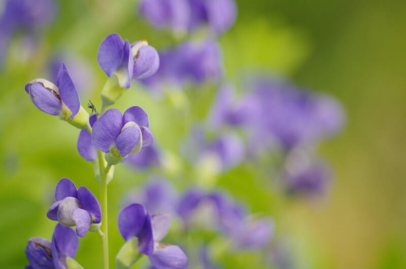 Baptisia Australis Blue Wild Indigo