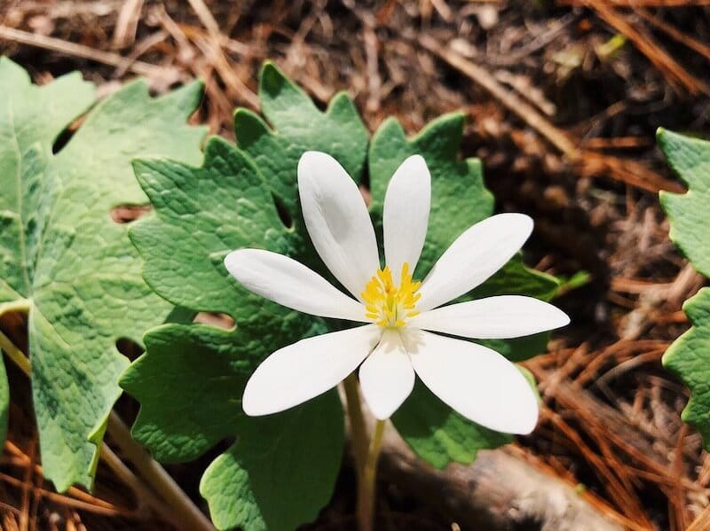 Bloodroots Sanguinaria Canadensis