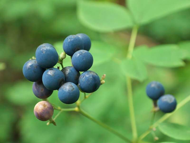 Blue Cohosh Caulophyllum Thalictroides