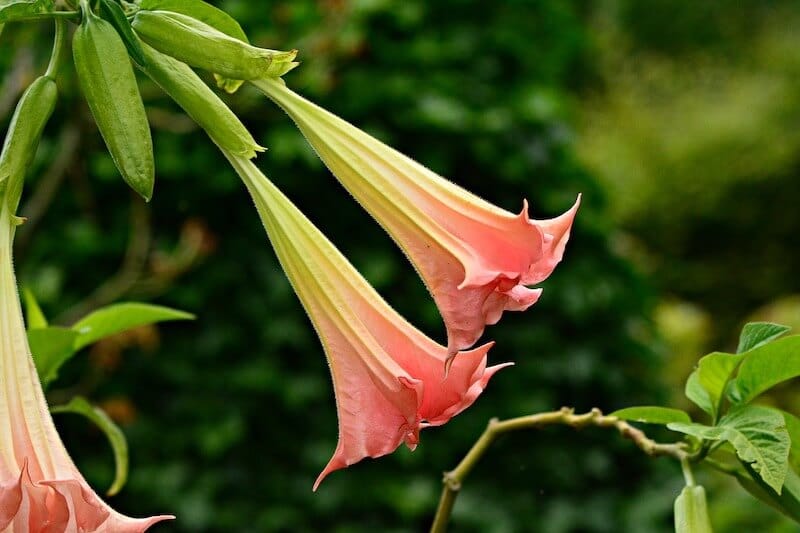 Angel's Trumpets ( Brugmansia )