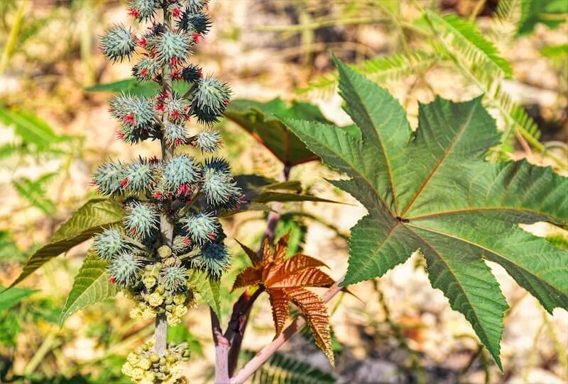 Castor Oil Plant Ricinus Communis