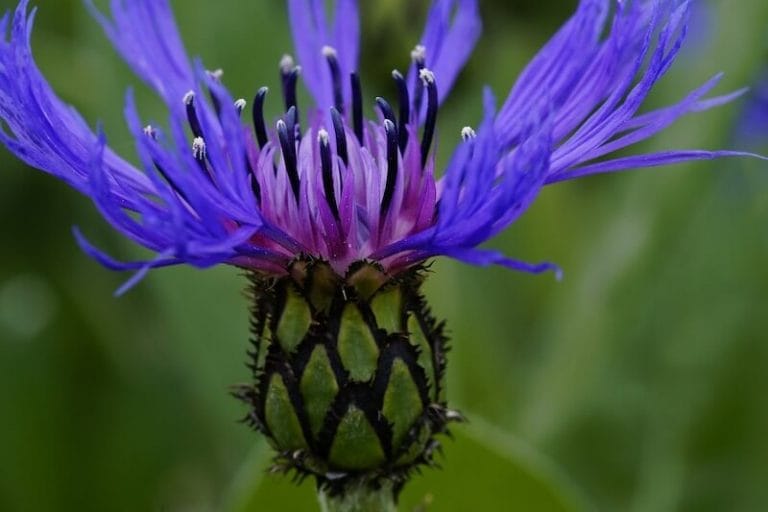 Knapweeds ( Centaurea )