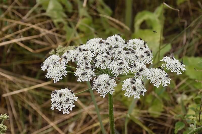 Conium Maculatum Poison Hemlock