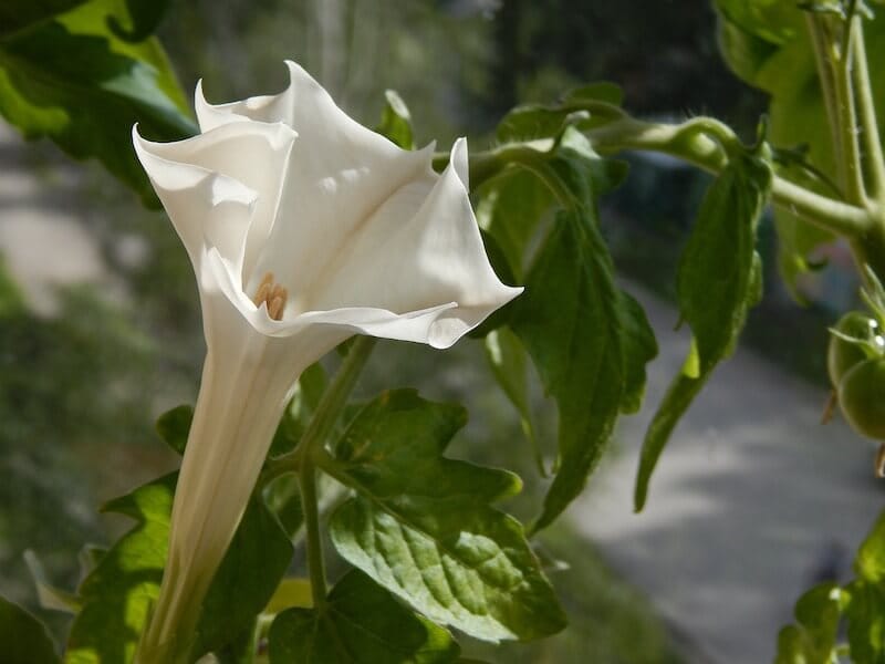 Devil's Weed Datura