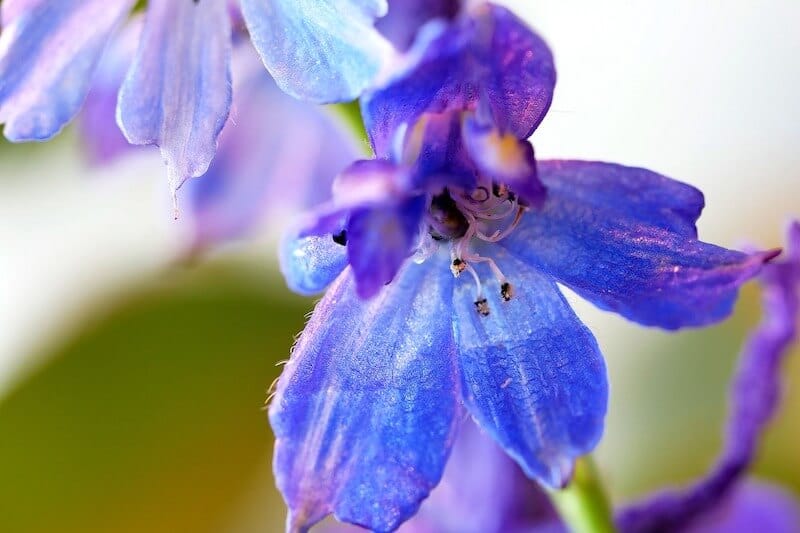 Delphinium ( Larkspur )