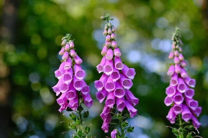 Foxgloves ( Digitalis )