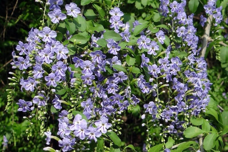 Pigeon Berry ( Duranta Erecta )