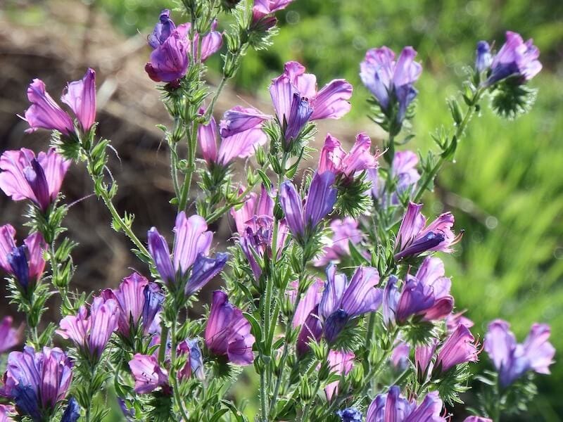 Echium Plantagineum Purple Vipers