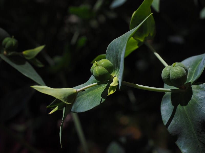 Caper Spurge ( Euphorbia Lathyris )