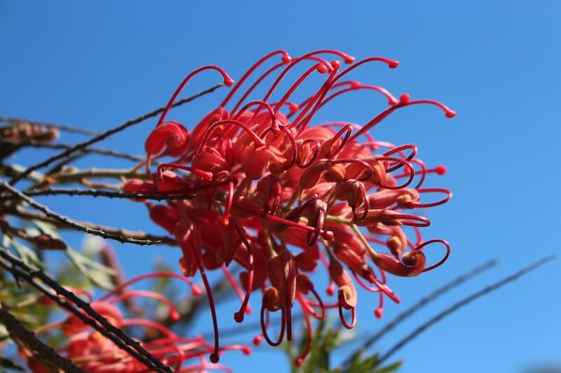 Spider Flower ( Grevillea )