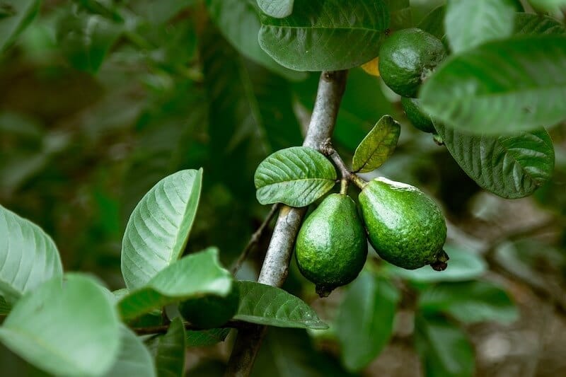 Guava
