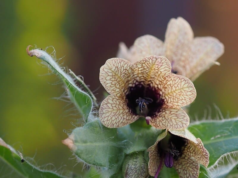 Henbane Stinking Nightshade