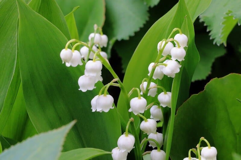 Lily of the Valley ( Convallaria Majalis )