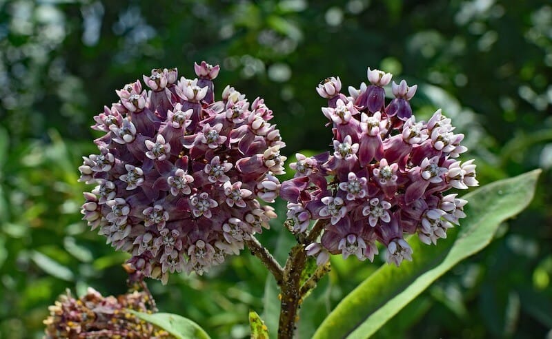 Milkweed Asclepias