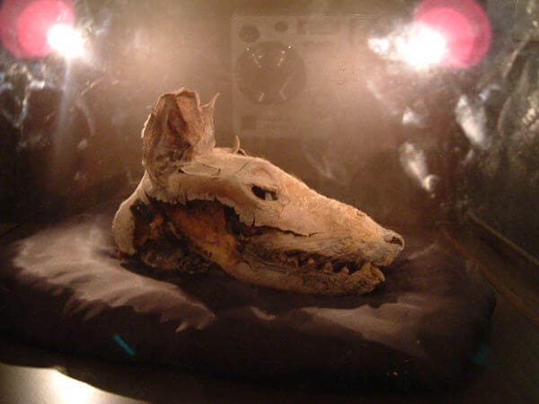 Mummified head