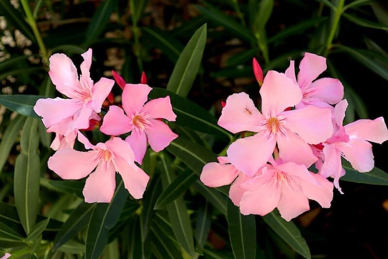 Nerium Oleander
