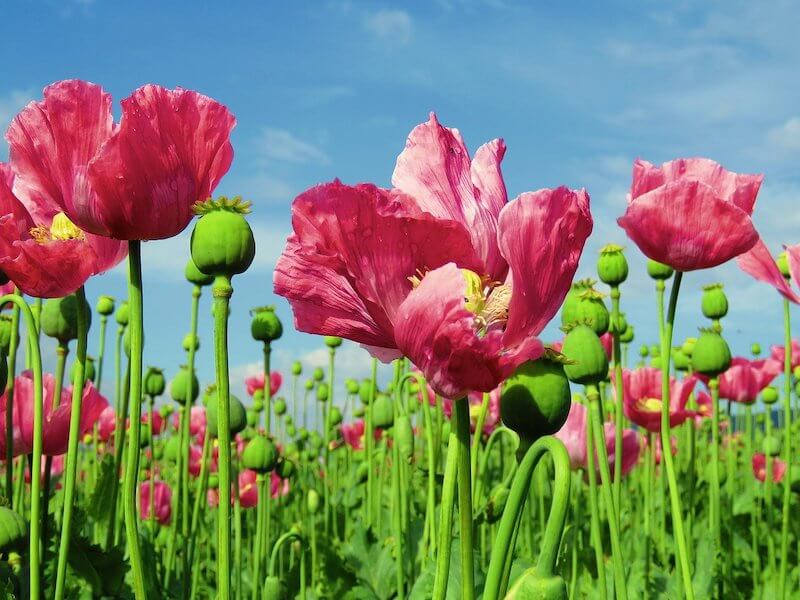Opium Flower