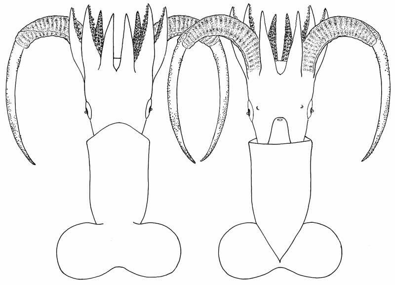 P.sulcus dorsal and ventral