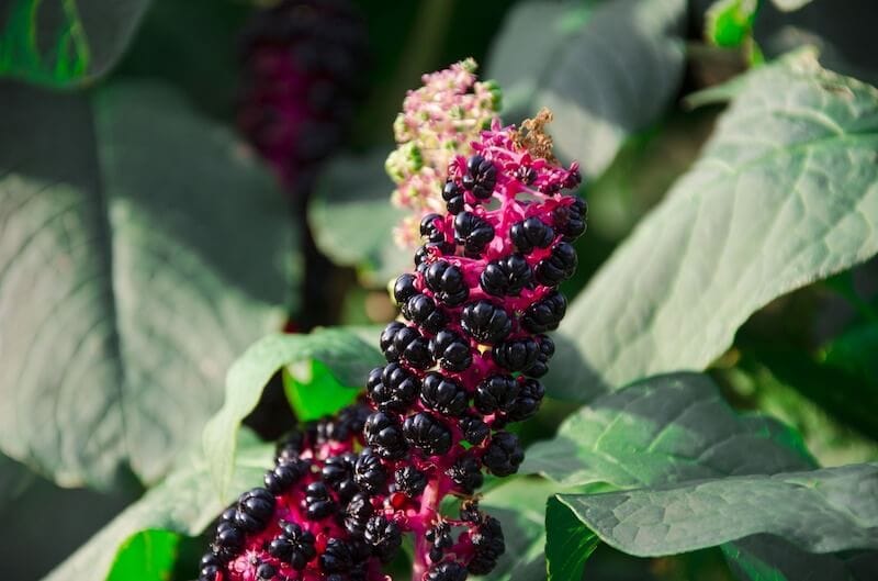 Pokeweed