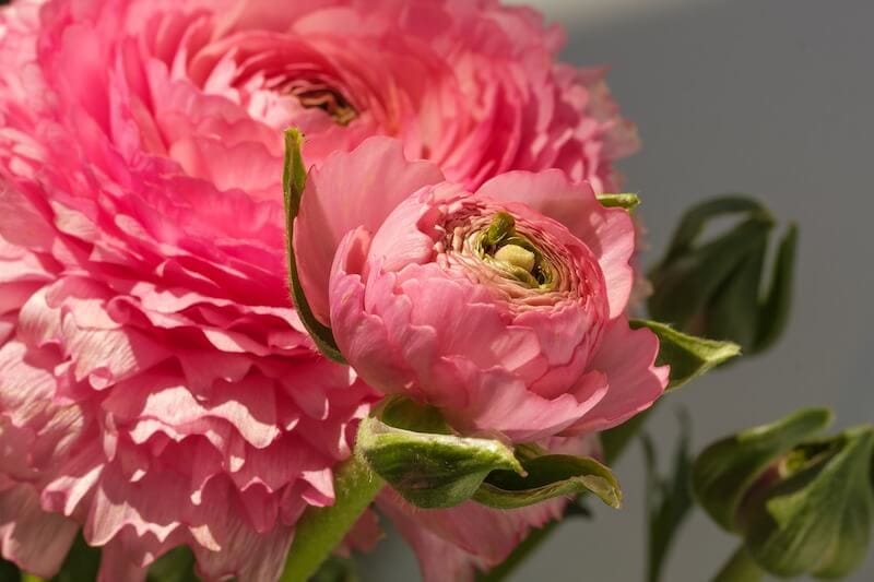 Ranunculus ( Buttercup )