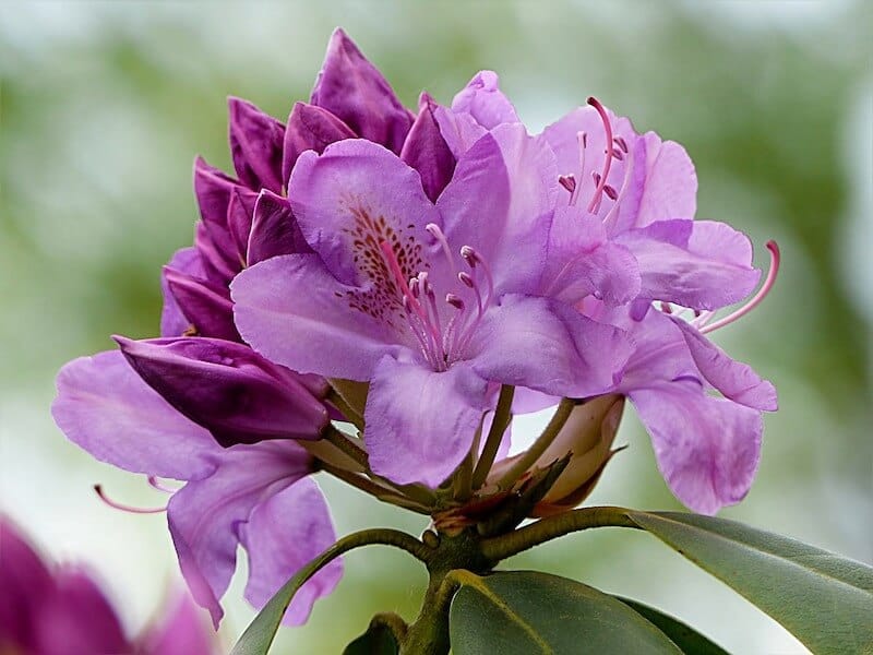 Rhododendron
