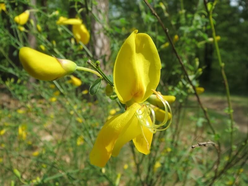 Scotch Broom Cytisus Scoparius