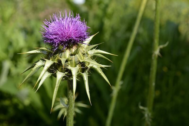 Silybum Marianum Milk Thistle