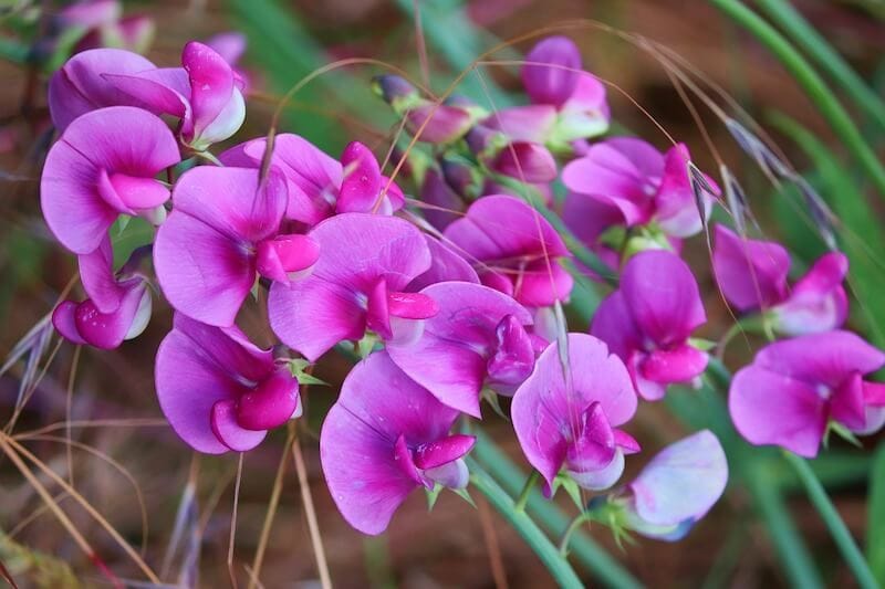 Sweet Pea Lathyrus Odoratus
