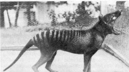 Tasmanian Tiger in captivity